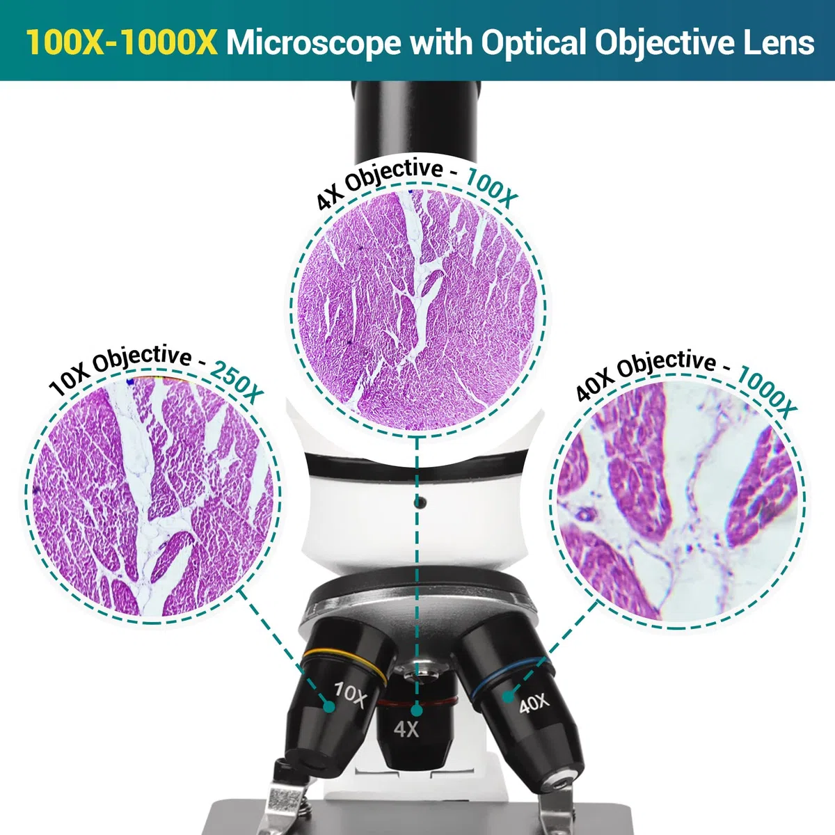 Microscopio per Bambini Studenti Ragazzi 100X-1000x, con vetrini preparati, adattatore per telefono, per Scuola Laboratorio Home biologico scientifico Enducation