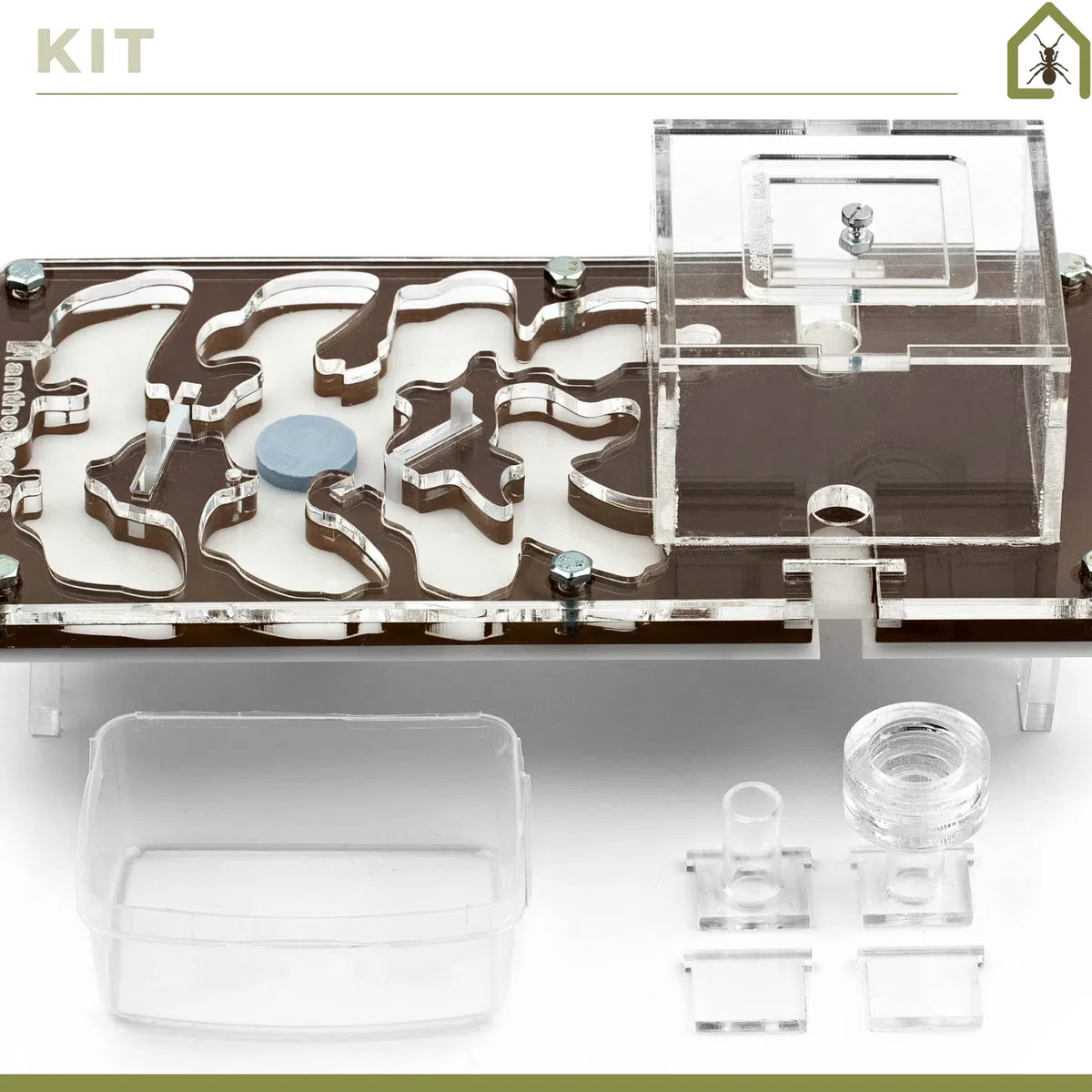 AntHouse Formicaio acrilico Kit educativo funghi 10x20x1,3 cm Marrone
