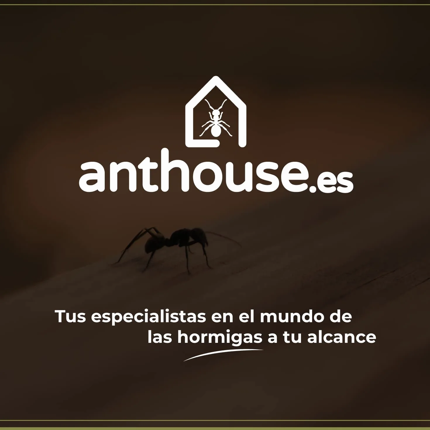 AntHouse Formicaio acrilico Kit educativo funghi 10x20x1,3 cm Marrone