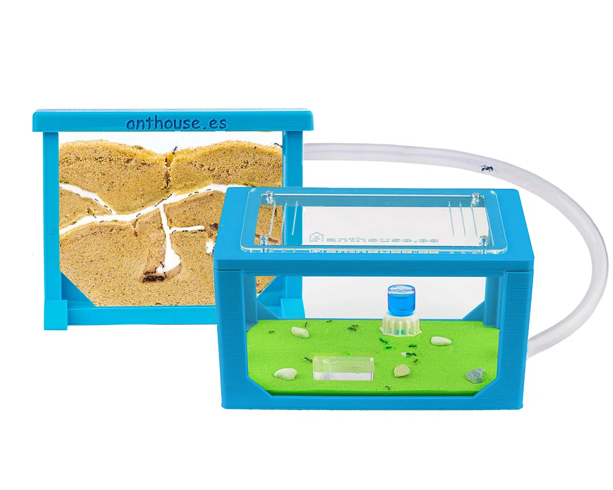 AntHouse Formicaio Naturale di Sabbia Kit Mini 3D Azzurro Sandwich Cassa di Foraggiamento Formiche Incluse Regina