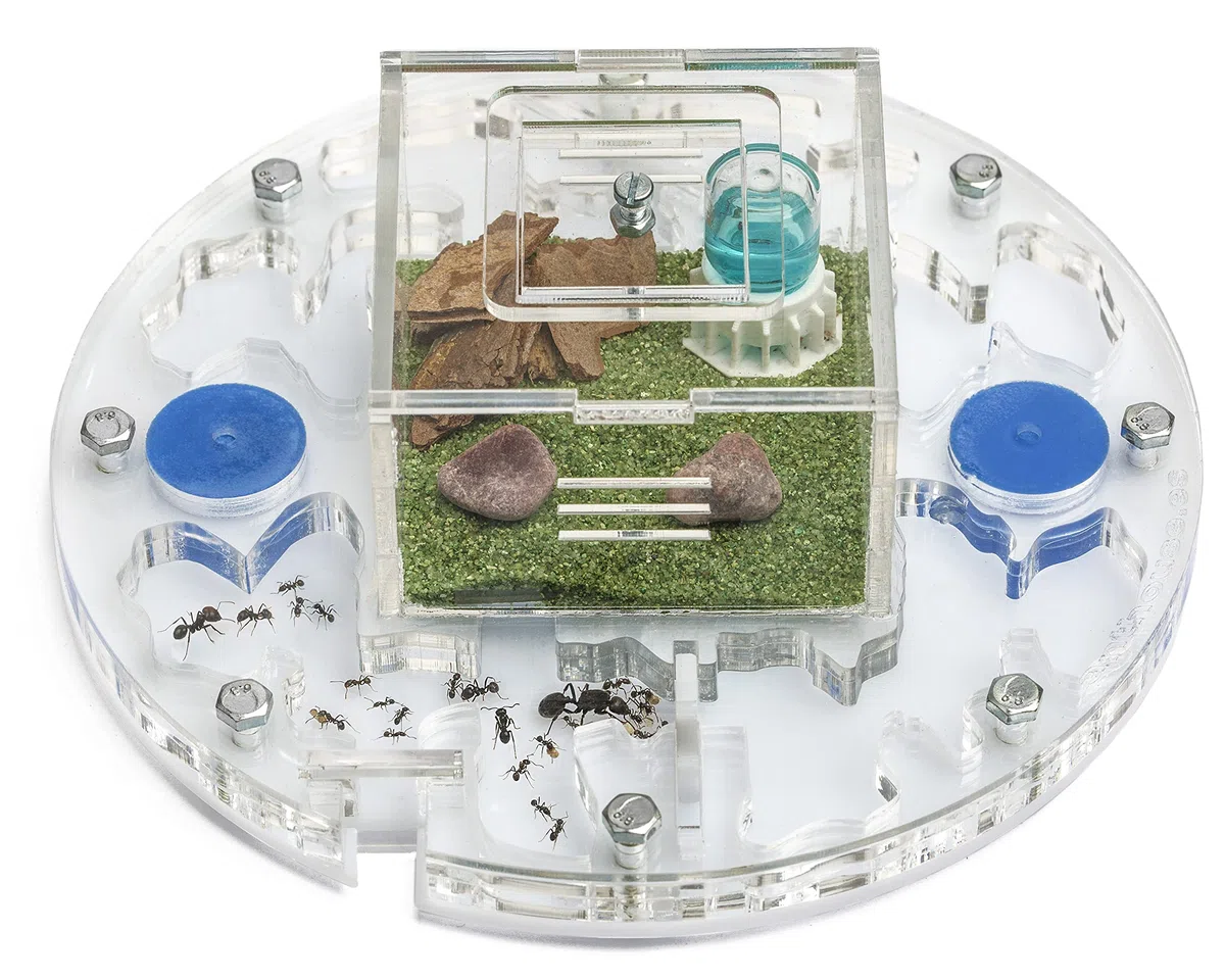 AntHouse Formicaio Acrilico Kit Educativo Circolare Medium 15x15x1,3 cm con Coperchio