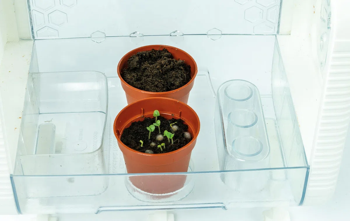 Clementoni Scienza e Gioco Lab - La Mia Serra Hi-tech, Laboratorio di Botanica Bambini 8+ Anni, 3 Modalità di Coltivazione Piante, con Led e Schermo LCD, Made in Italy, Lingua Italiana, 19370