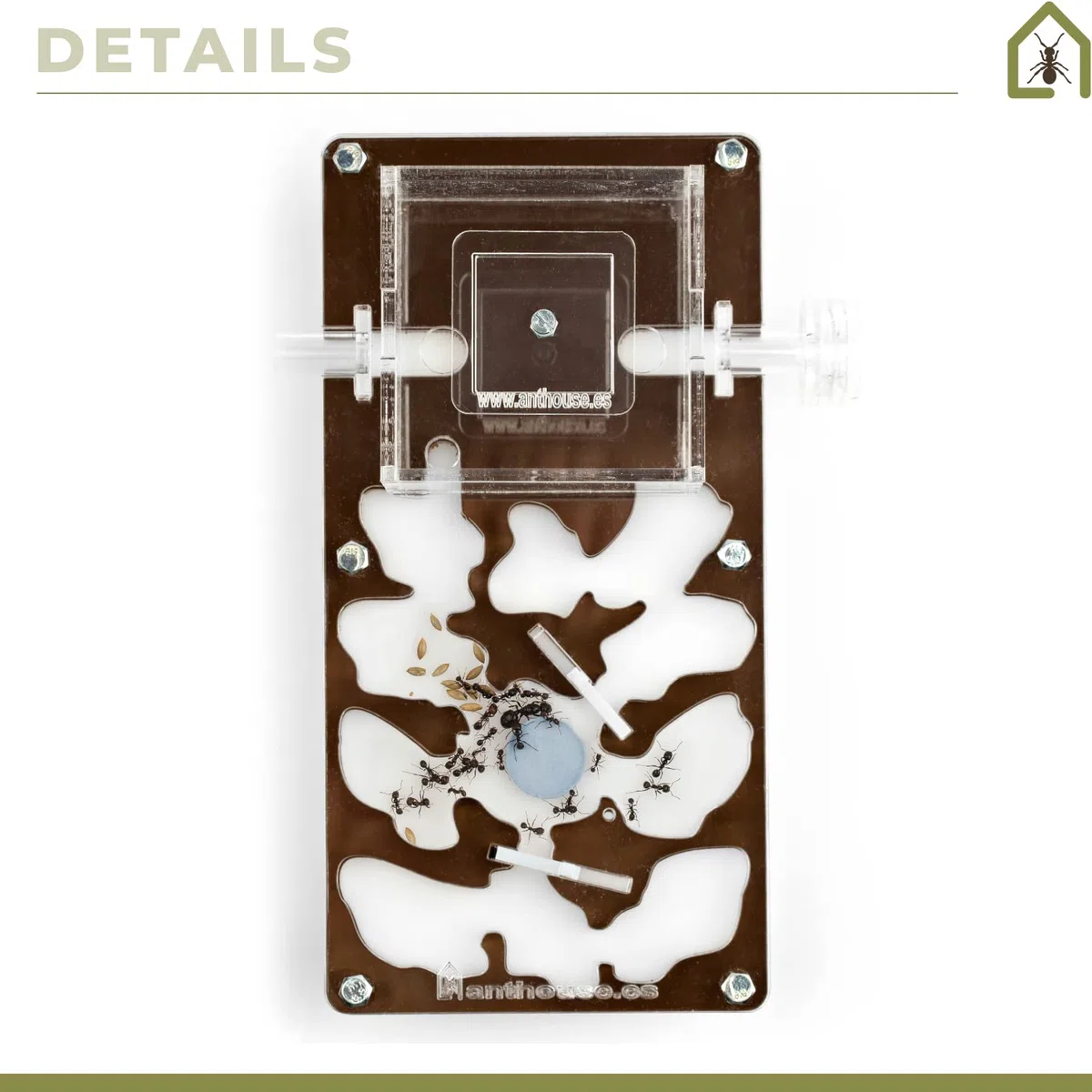 AntHouse Formicaio acrilico Kit educativo funghi 10x20x1,3 cm Marrone